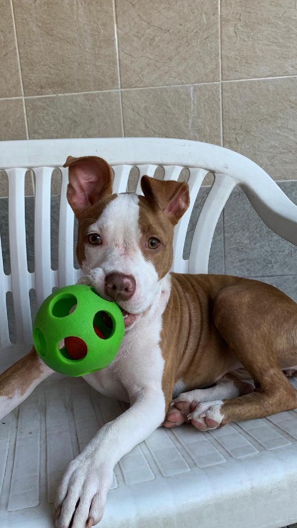 NALA BELLISSIMA CUCCIOLA Foto 4